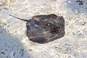 Small sting ray in a tide pool