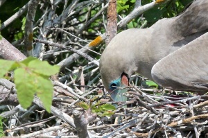 Mommy Red-footed Booby feedings its chick