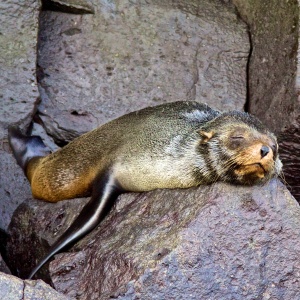 Baby fur seal resting after breakfast